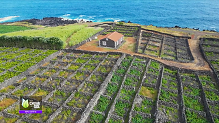 Vista aérea de uma área de vinhas. À distância vê-se o mar
