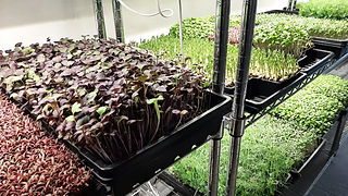 Plantações de diferentes microvegetais 