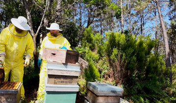 Reportagem Faça Chuva Faça Sol sobre a produção de mel