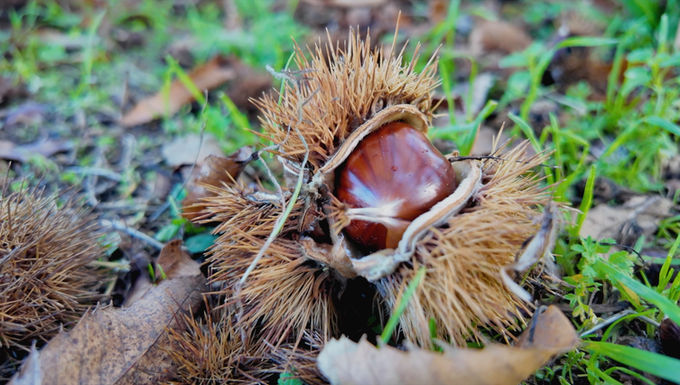 Castanha dentro do ouriço parcialmente aberto. À volta algumas folhas verdes. 