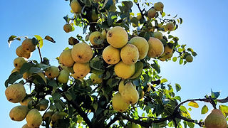 Pêras rochas maduras (cor amarelada) na pereira rodeadas de folhas verdes.