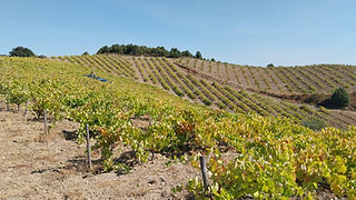 Plano geral de videiras na encosta de uma colina e em plano mais próximo algumas videiras