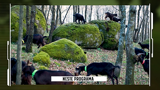 Cabras a pastar num cenário de montanha e floresta