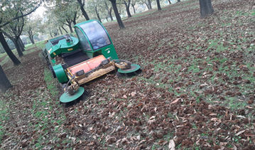 Faça Chuva Faça Sol na apanha da castanha na região de Valpaços