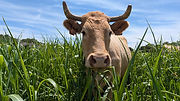 Uma vaca de cor castanho claro olha de frente para a câmera em grande plano num campo verde.