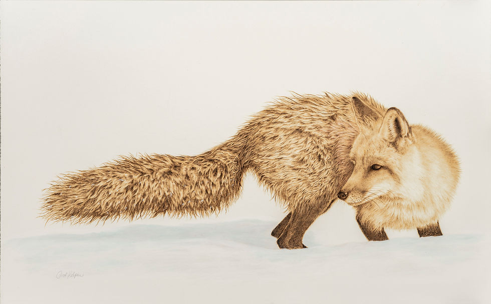 Fox looking back 22.375 x 13.875-sharp.jpg