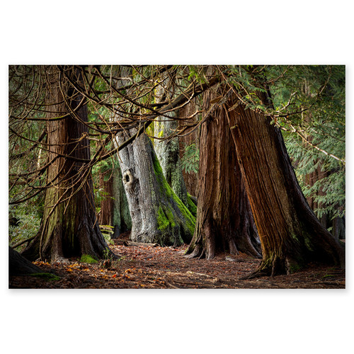 seven-canvasplus-website