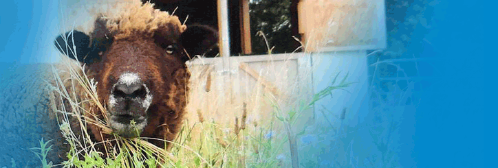 A brown sheep with white along his muzzle, ears forward, and a barn with open doors behind him, surrounded by tall grass and plants.