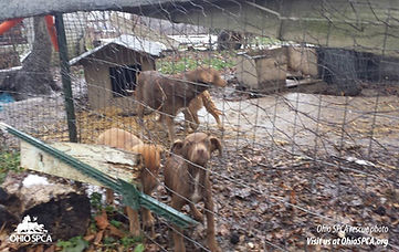 emaciated dogs in terrible conditions