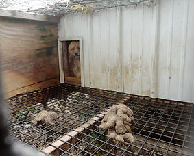 a scared dog inside of a filthy puppy mill pen