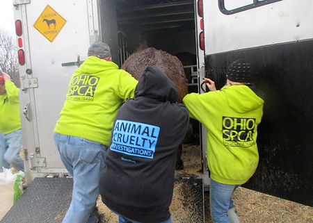 Three Ohio SPCA workers help load a rescued horse into a trailer.