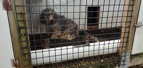 A dog in a puppy mill pen