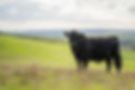 stud wagyu cows and bull in a sustainable agriculture field in summer. fat cow in a field. mother cow with baby.jpg
