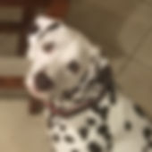 fullsizeoutput_10b8.jpeg