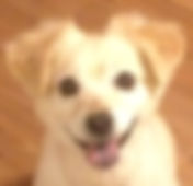 fullsizeoutput_12d7.jpeg