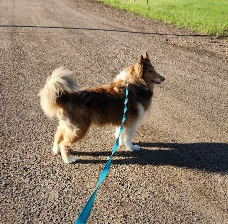 A happy dog out on a walk