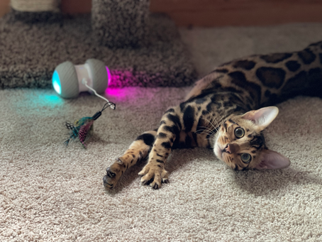 A cat playing with a toy