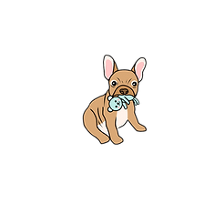 French bulldog holding favorite toy