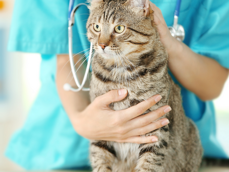 Veterinário para Gatos em Porto Alegre