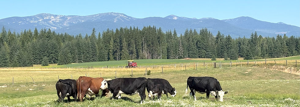 cows in field