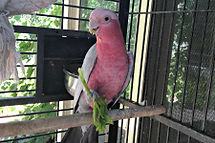 Galah.jpg
