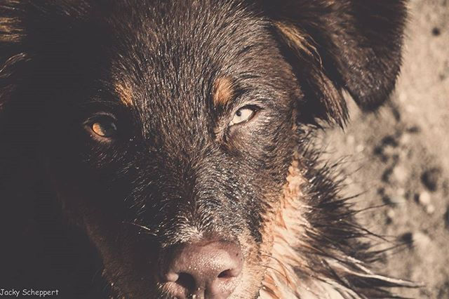 Rina #picoftheday #instagood #love #dogphotography #aussiepup #aussieoftheday #instalike #dogsareagi