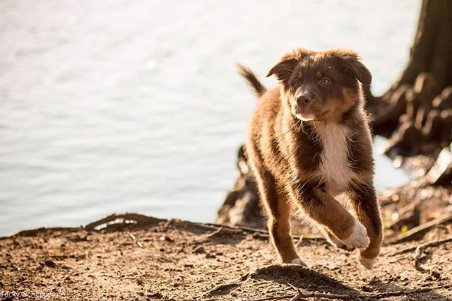 Serena #picoftheday #instagood #love #puppylove #puppy #puppyoftheday #australianshepherd #ilovemyc