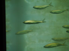 Bleak CREDIT Corinne Spiller.JPG