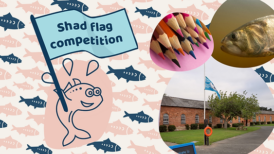 Shad flag competition - twitter (1).png