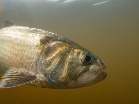 Success! Shad DNA evidence proves fish are returning to historic spawning grounds