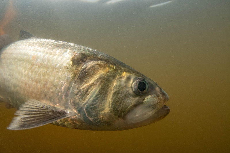 Success! Shad DNA evidence proves fish are returning to historic spawning grounds