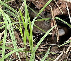 rabbit.jpeg