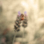 Abeille sur lavande