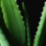 Feuilles d'aloe vera vert foncé, détail macrophotographie