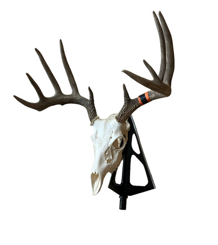 Antler Deer Antlers - Medium-small sized Mule deer sheds, matched