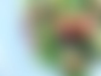 Summer Strawberry Spinach Salad