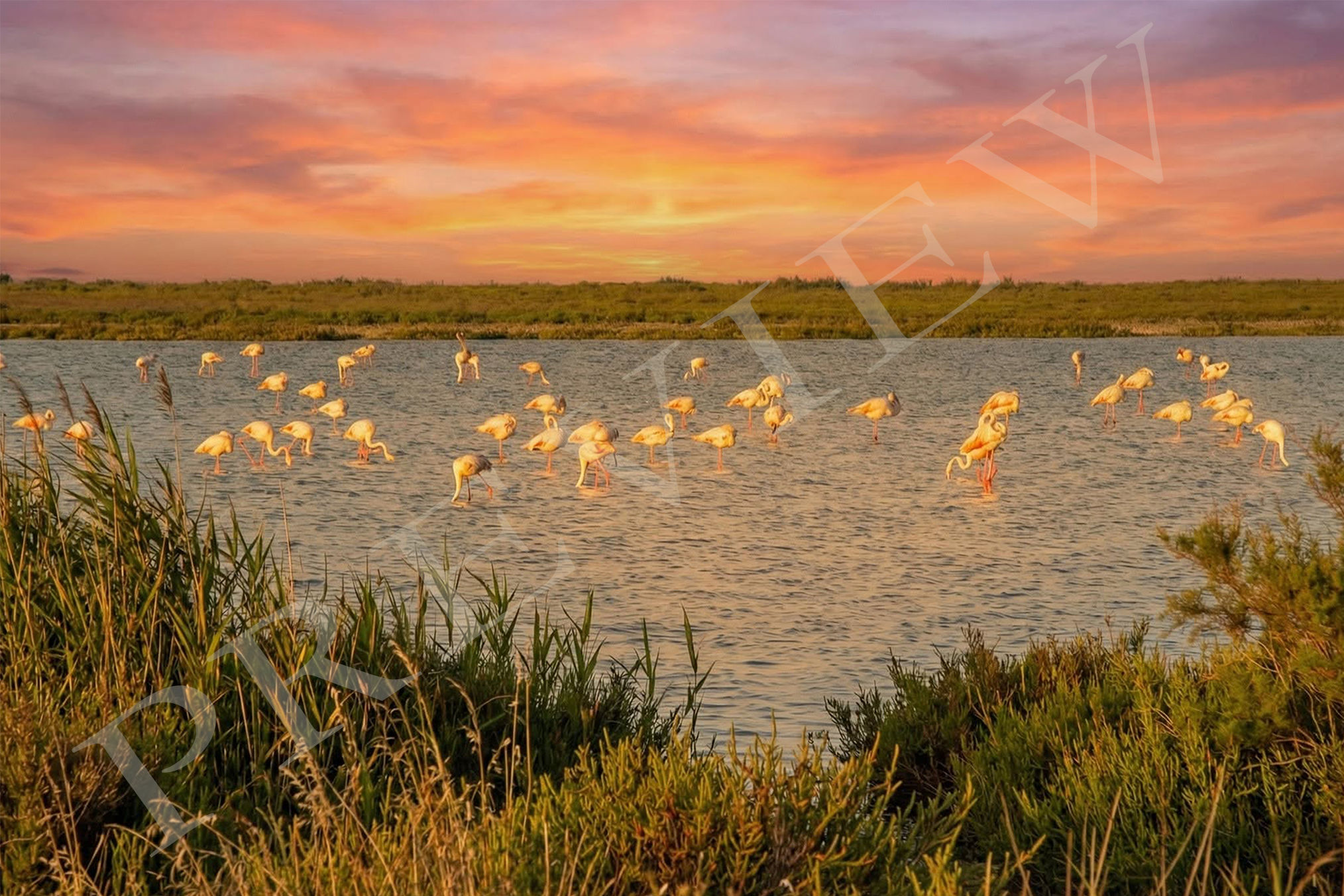 Sunset Over a Marshland Flock