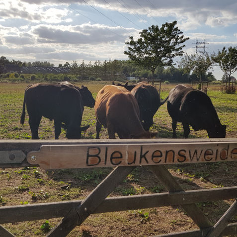 Aberdeen Angussen in de Bleukesweide Leest (3).jpg