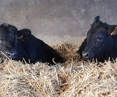 Black angus in het stro