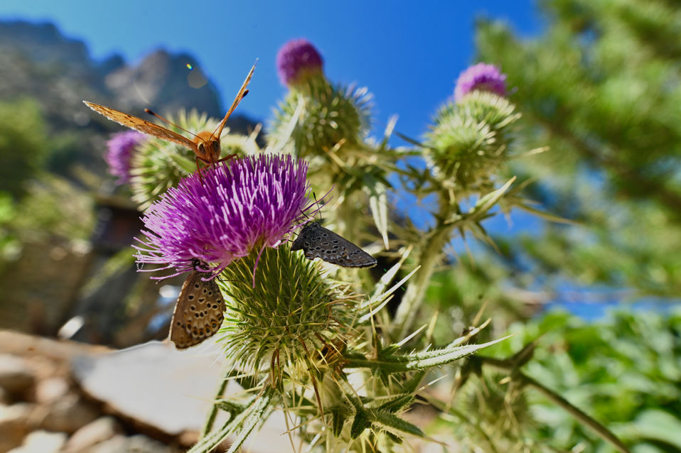 Corsica22_222 copy.jpeg