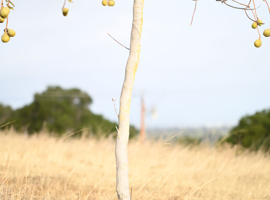 DSC_2262.jpeg