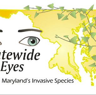 From Friend to Foe: Detecting Invasive Species creeping into Eastern Shore landscapes