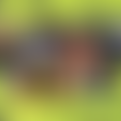 Native Plant Packs with Personality: Staff Picks 2026