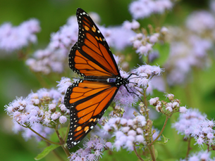 Tracking Monarchs on the Move