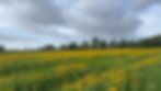 Jenkins meadow_july_25_bs.JPG