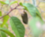 Chrysalis in Jared's home meadow. PC: Jared Parks