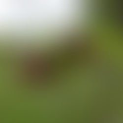 The Native Pawpaw Tree: A Fascinating Flora Fighter