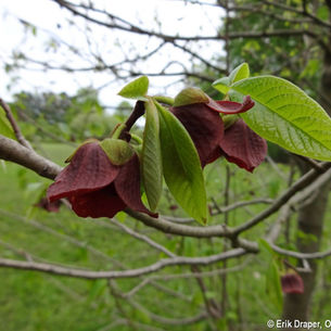 The Native Pawpaw Tree: A Fascinating Flora Fighter