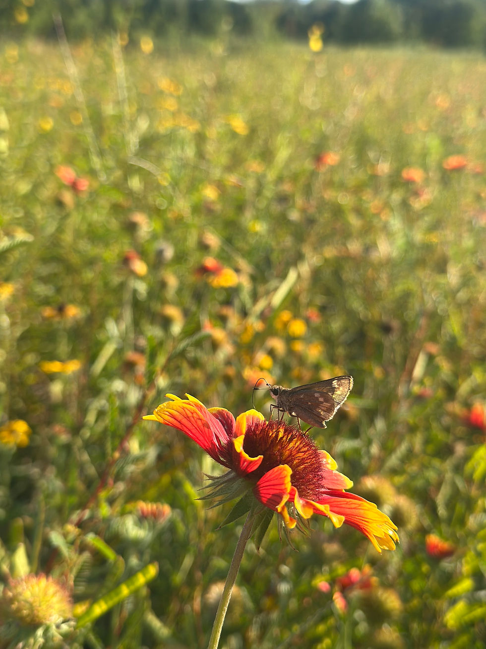 Blanket Flower planted in meadow via LSLT's Yard's for Creation Program PC: Brooke Orr
