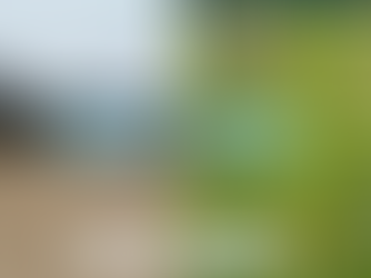 Meadow Momentum on the Lower Shore